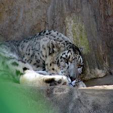 a snow leopard